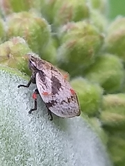 Lepyronia coleoptrata