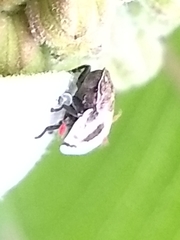 Lepyronia coleoptrata