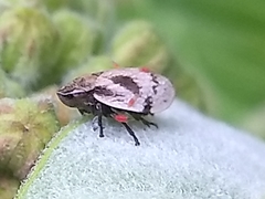 Lepyronia coleoptrata