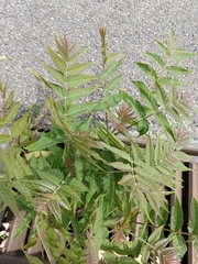 Ailanthus altissima