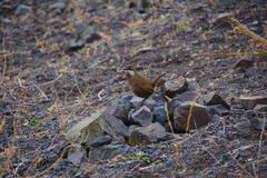 Pteroptochos megapodius