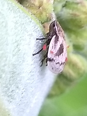 Lepyronia coleoptrata