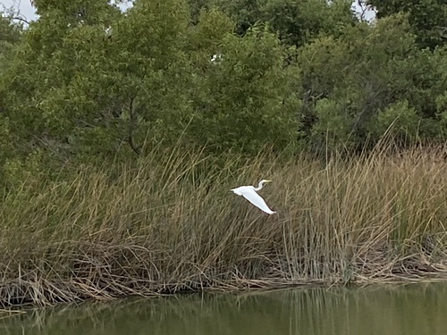 iNaturalist observation photo of Great Egret