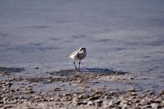 Charadrius alticola