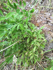 Vaccinium tenellum