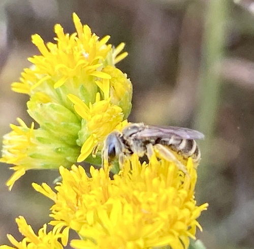 iNaturalist observation photo of Tripartite Sweat Bee