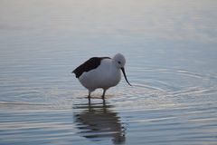 Recurvirostra andina