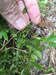 Vaccinium tenellum
