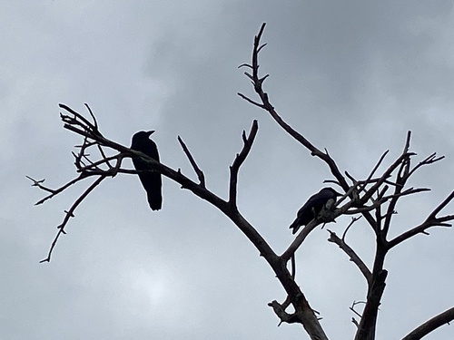 iNaturalist observation photo of Common Raven