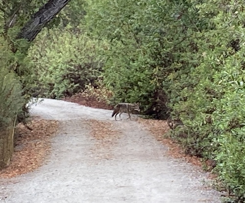 iNaturalist observation photo of Coyote