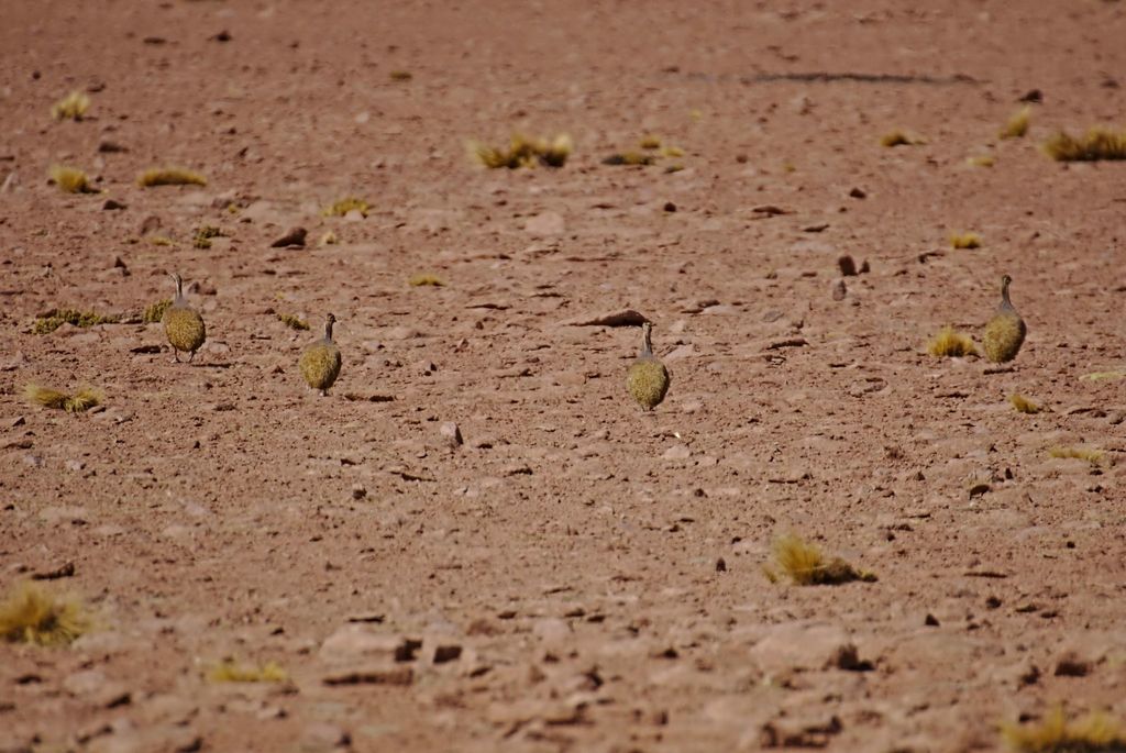 Puna Tinamou from El Loa, Antofagasta Region, Chile on June 12, 2019 at ...