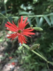 Silene laciniata laciniata