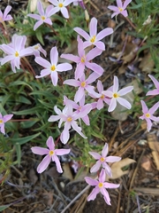Phlox dolichantha