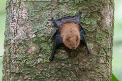 Shaggy Bat photo 5