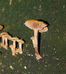 Pholiota squarrosipes