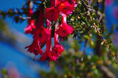 Cantua buxifolia
