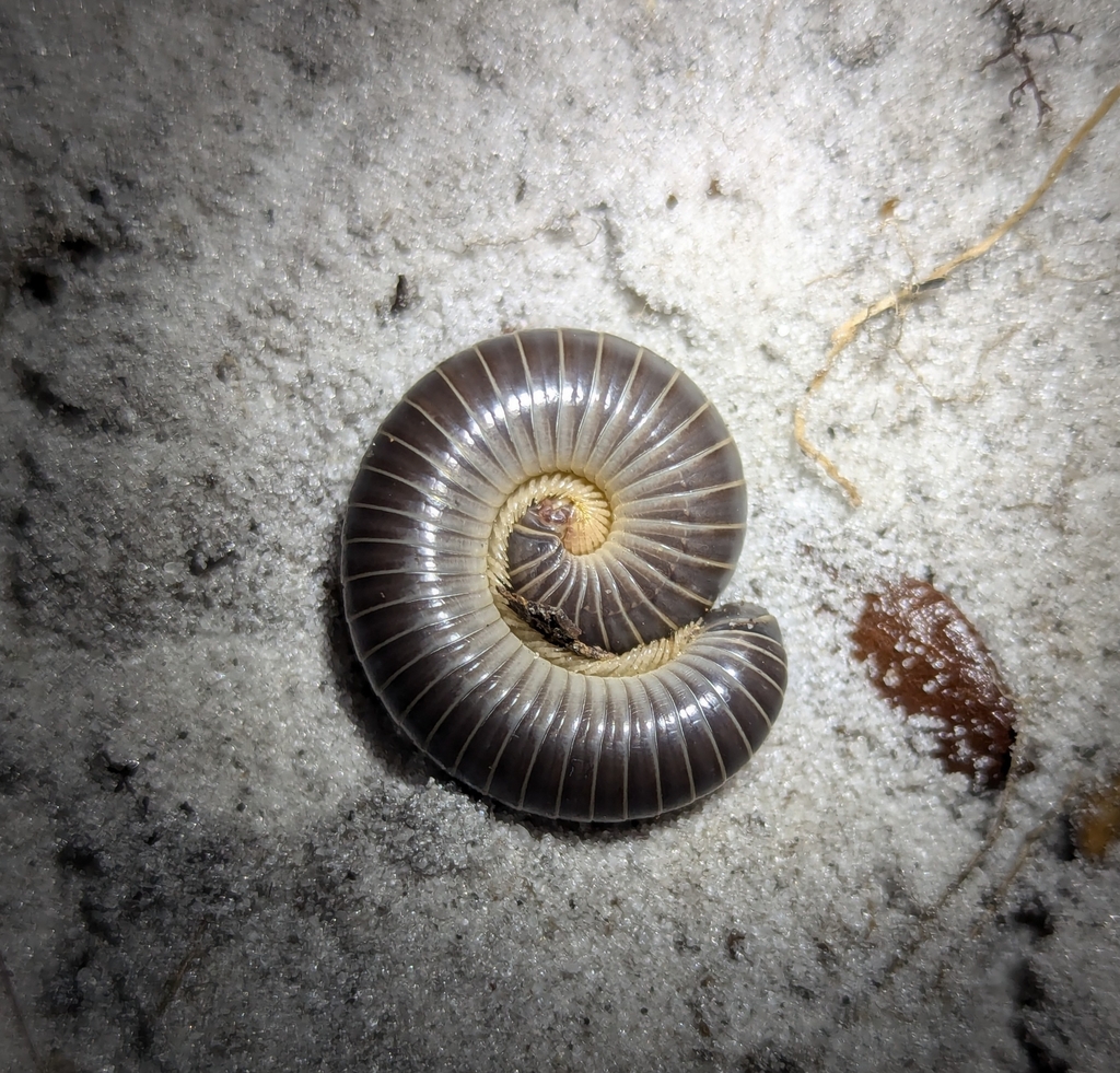 Floridobolus floydi