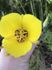 Calochortus concolor