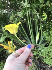 Calochortus concolor