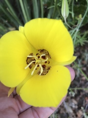 Calochortus concolor