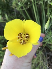 Calochortus concolor