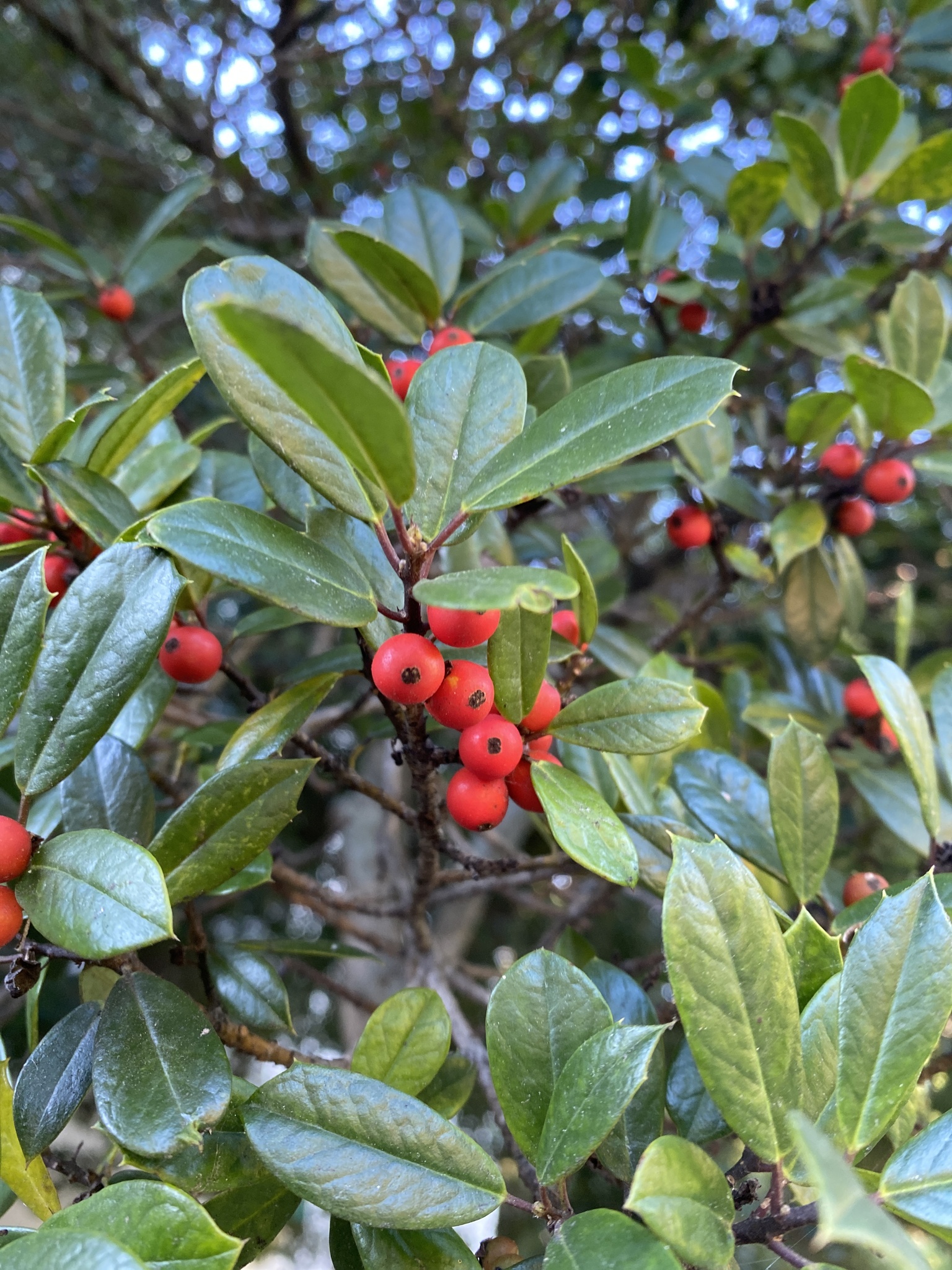 Ilex X attenuata