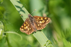 Carterocephalus skada