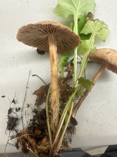 Owingsia PNW01 graham.jpg