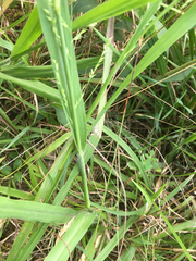 Coleataenia anceps anceps