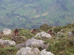 Theropithecus gelada