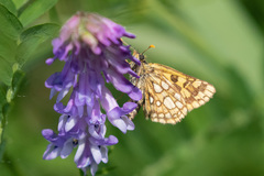 Carterocephalus skada