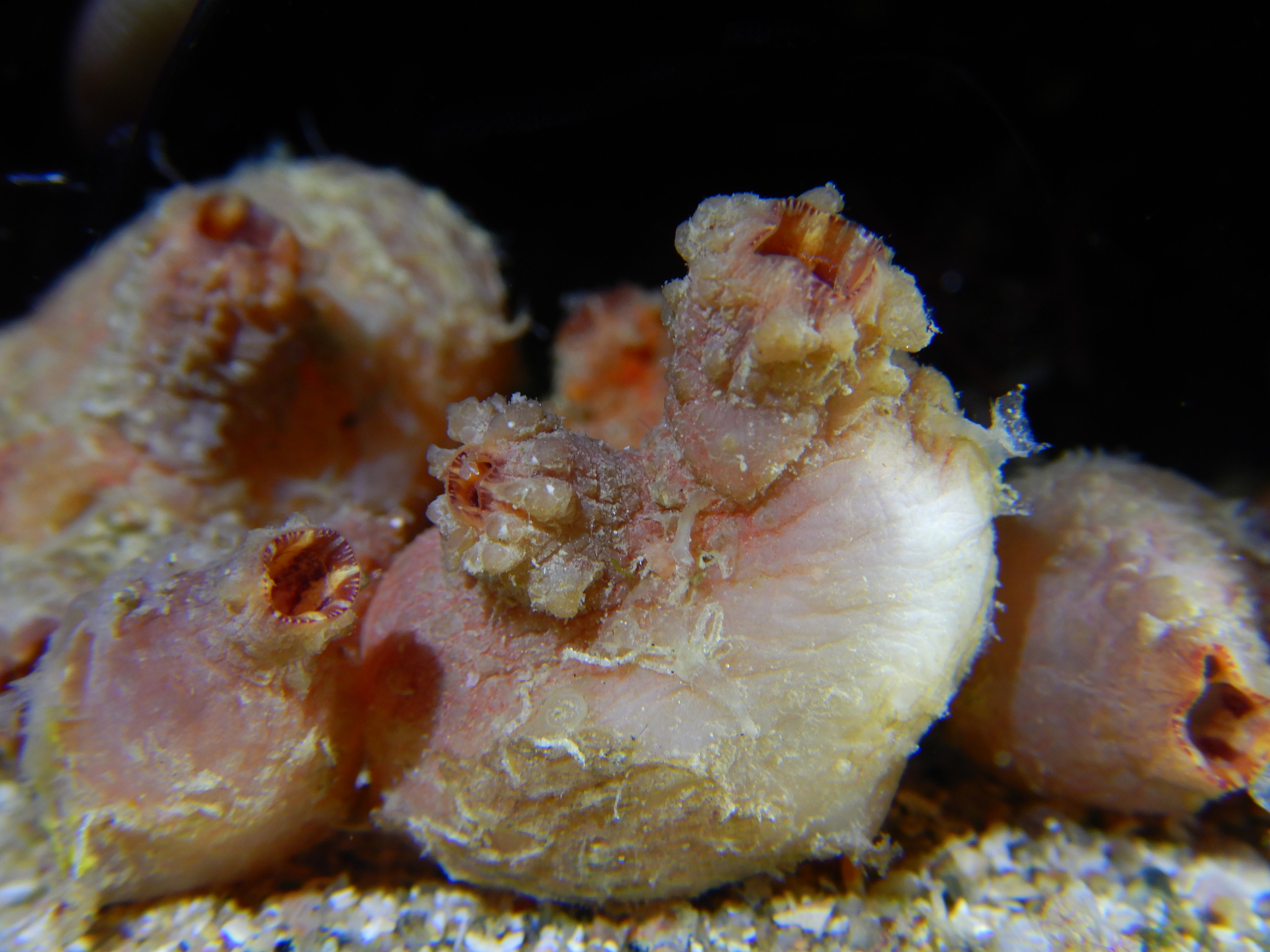 Asterocarpa humilis (Heller, 1878)