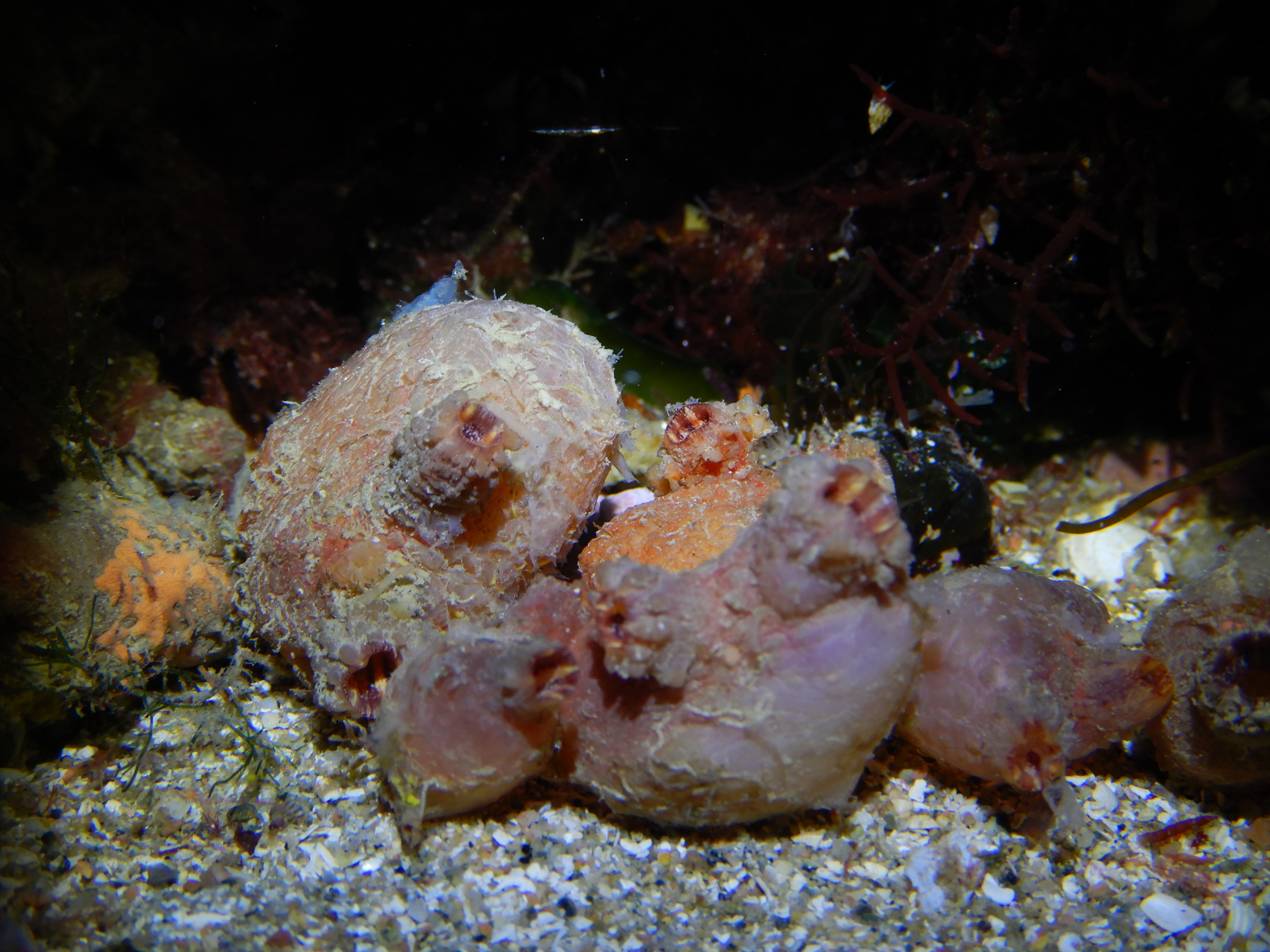 Asterocarpa humilis (Heller, 1878)