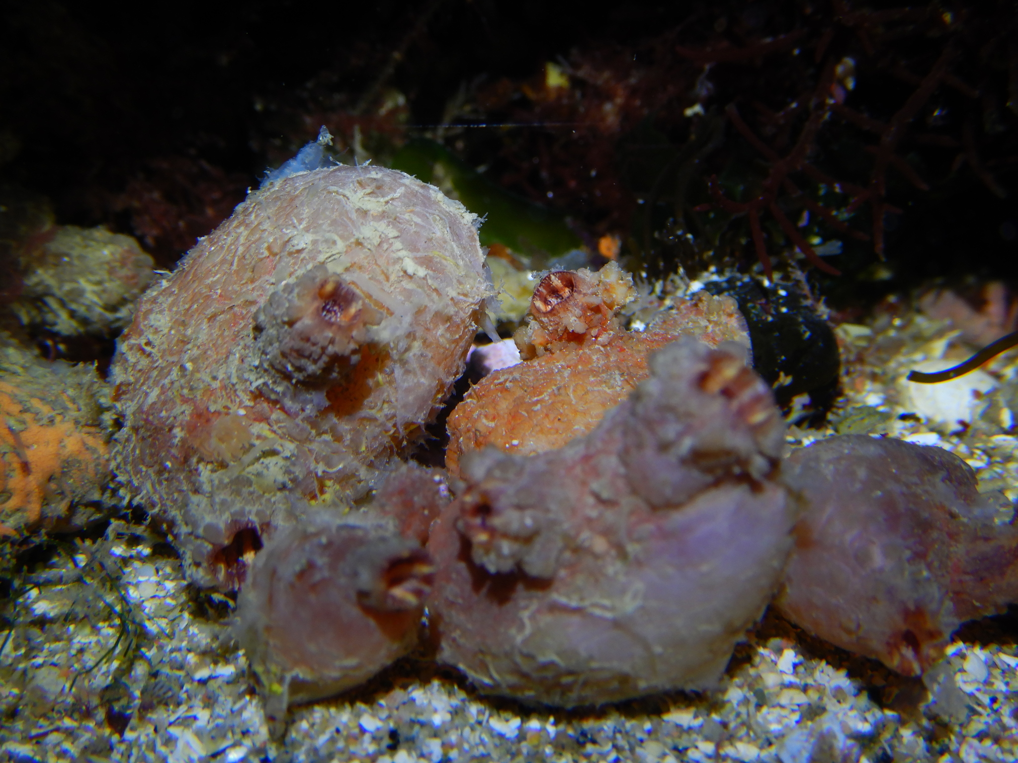 Asterocarpa humilis (Heller, 1878)
