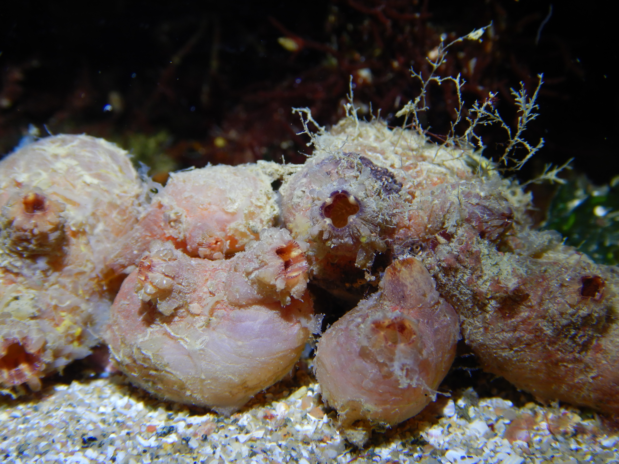 Asterocarpa humilis (Heller, 1878)