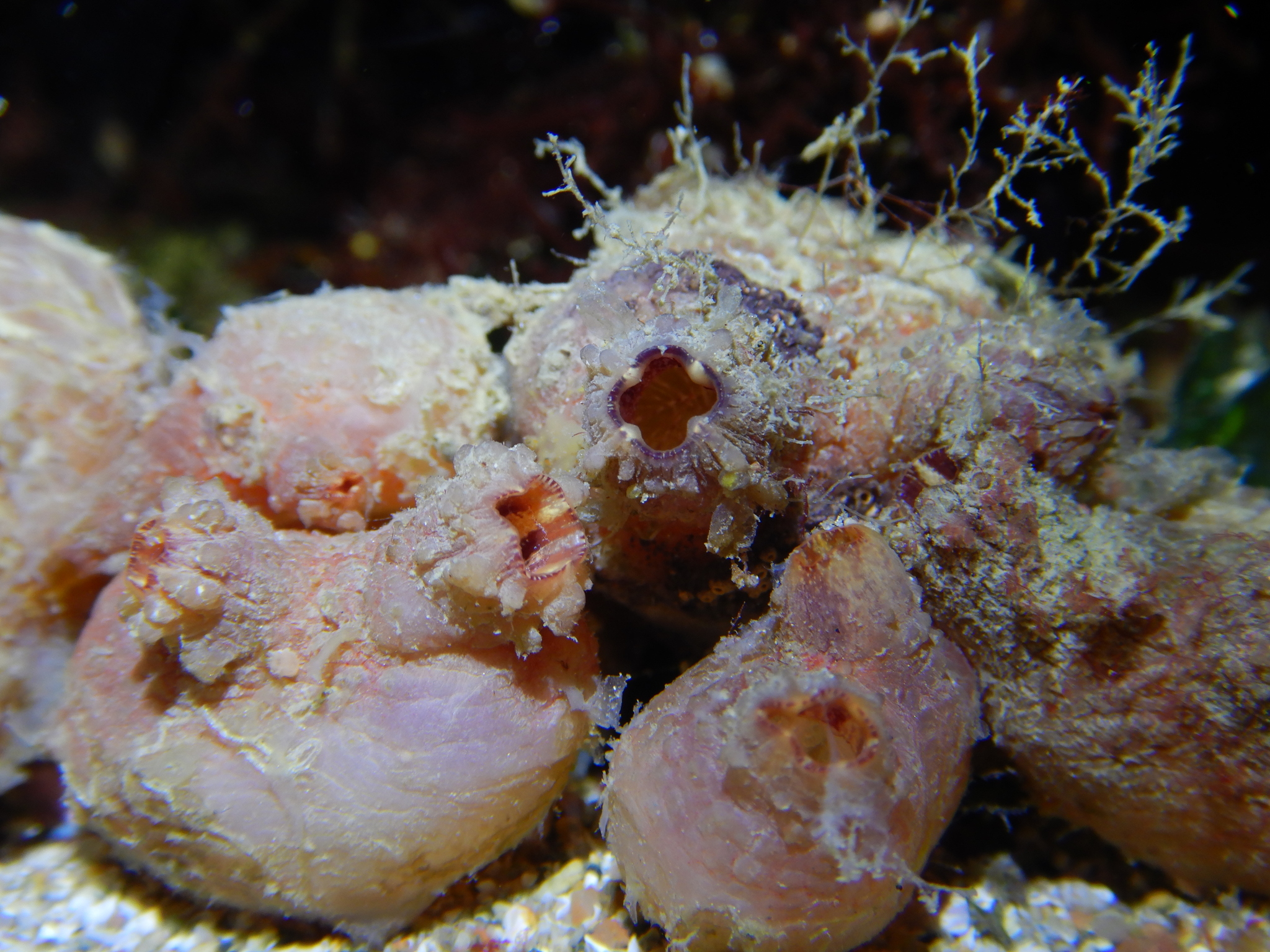 Asterocarpa humilis (Heller, 1878)