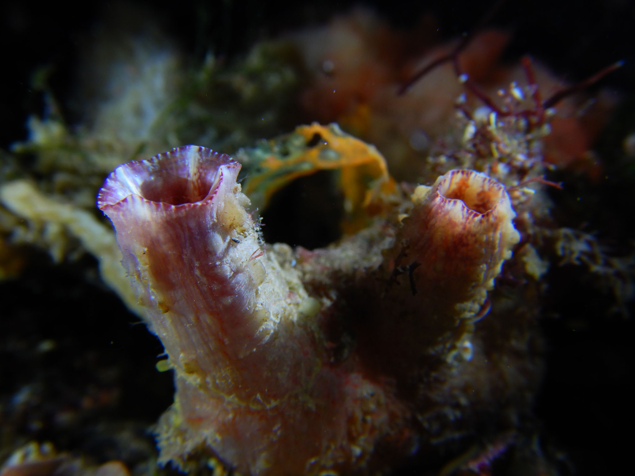 Asterocarpa humilis (Heller, 1878)
