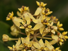 Asclepias similis