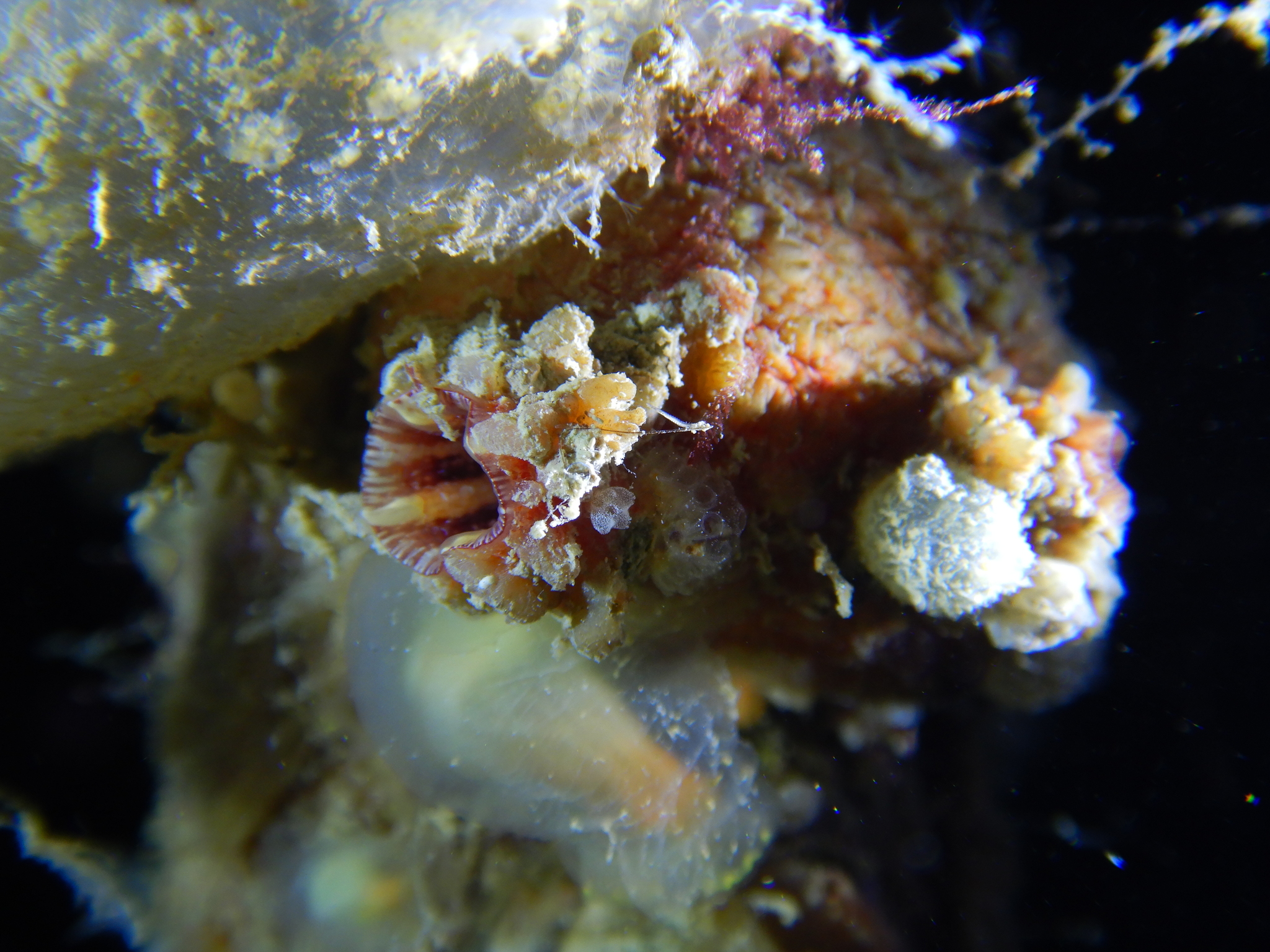 Asterocarpa humilis (Heller, 1878)