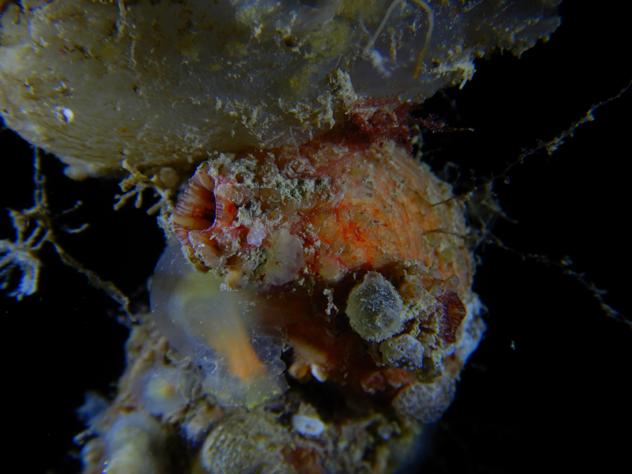 Asterocarpa humilis (Heller, 1878)