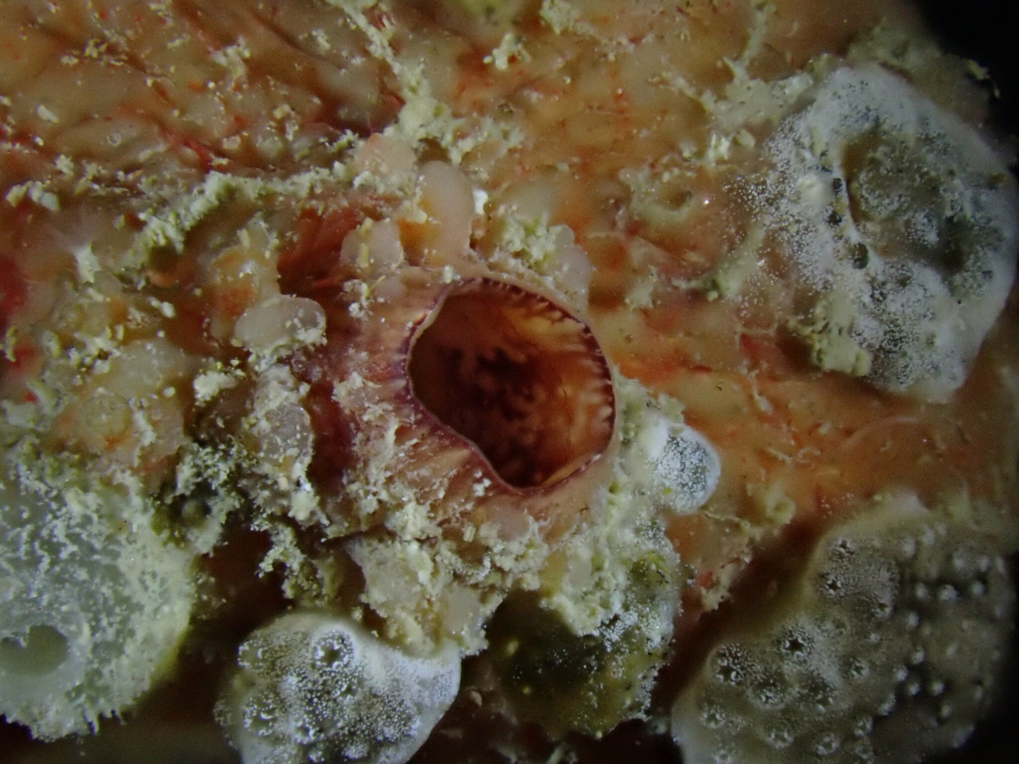Asterocarpa humilis (Heller, 1878)
