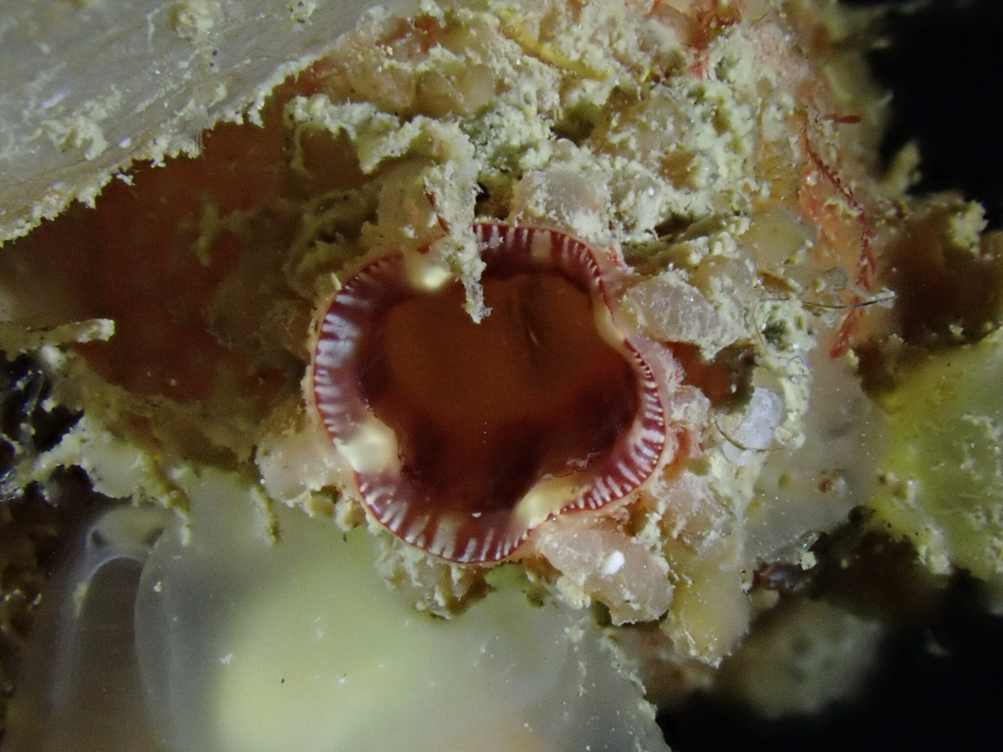 Asterocarpa humilis (Heller, 1878)