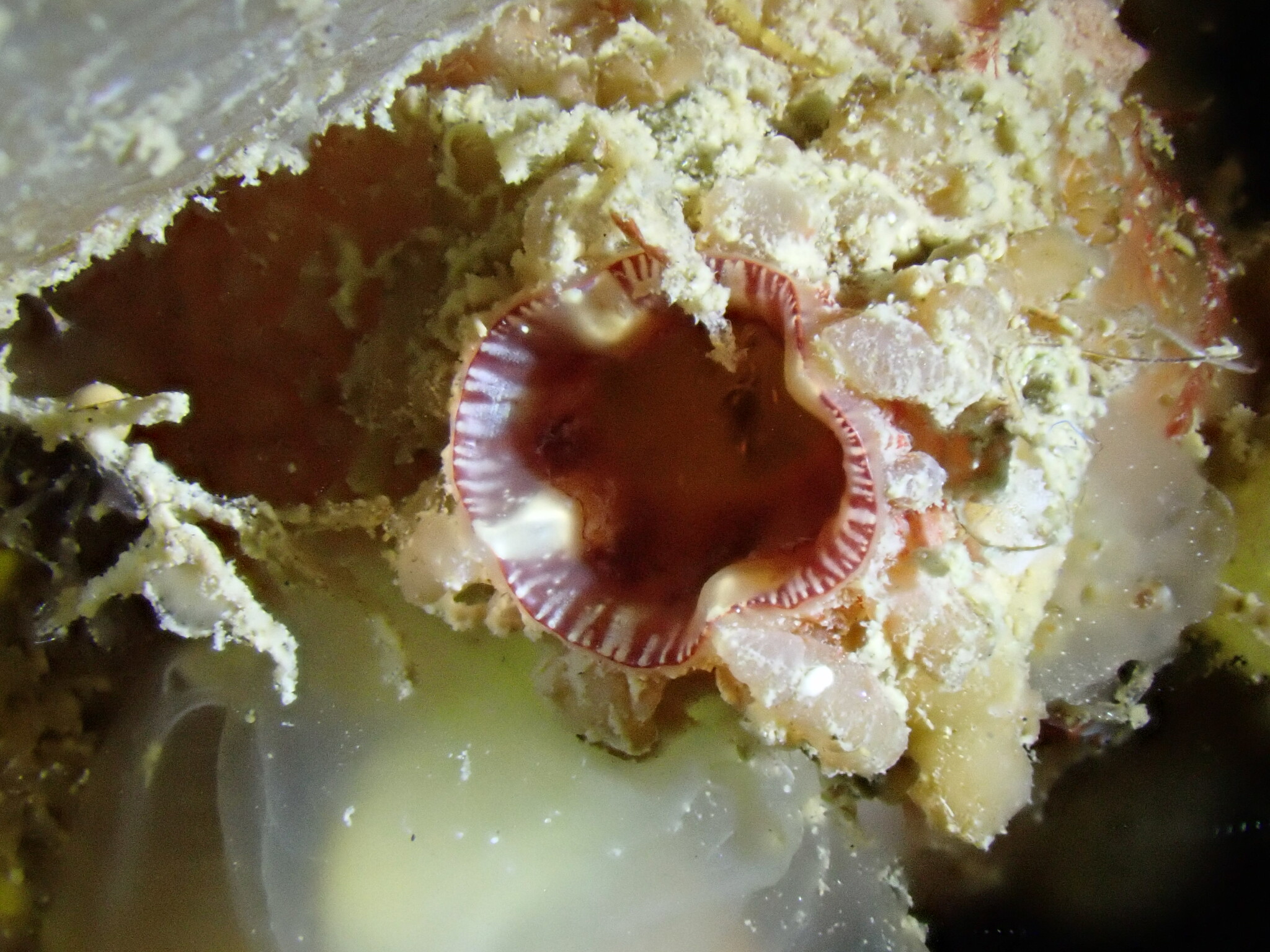 Asterocarpa humilis (Heller, 1878)