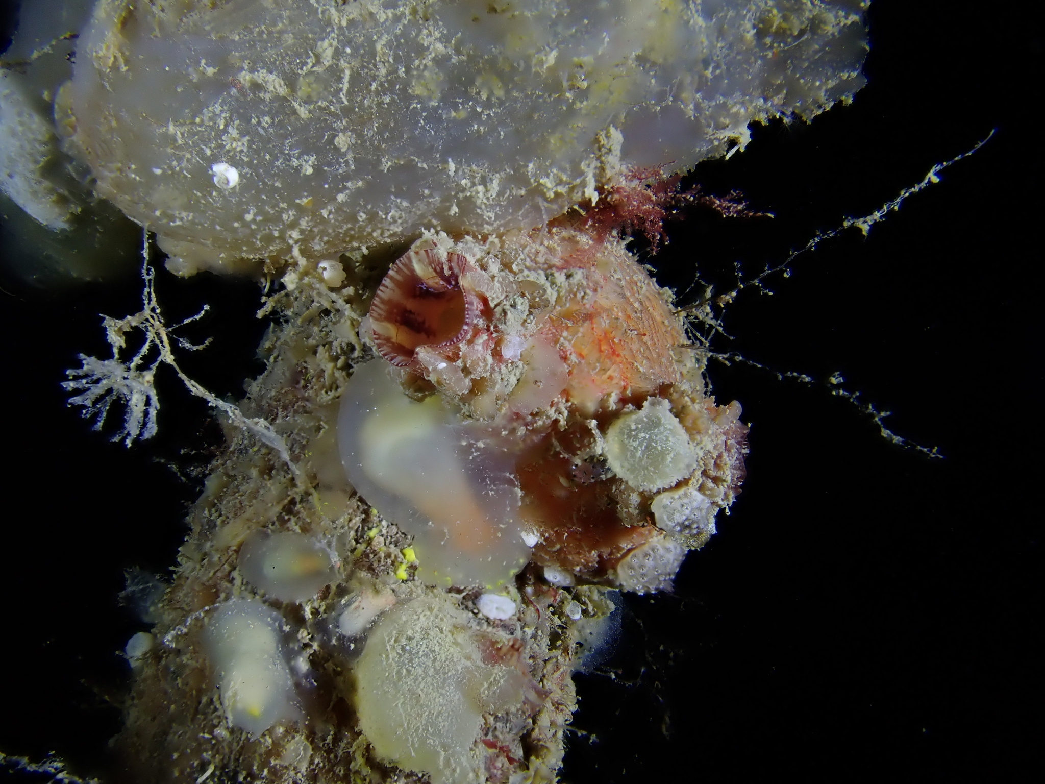 Asterocarpa humilis (Heller, 1878)