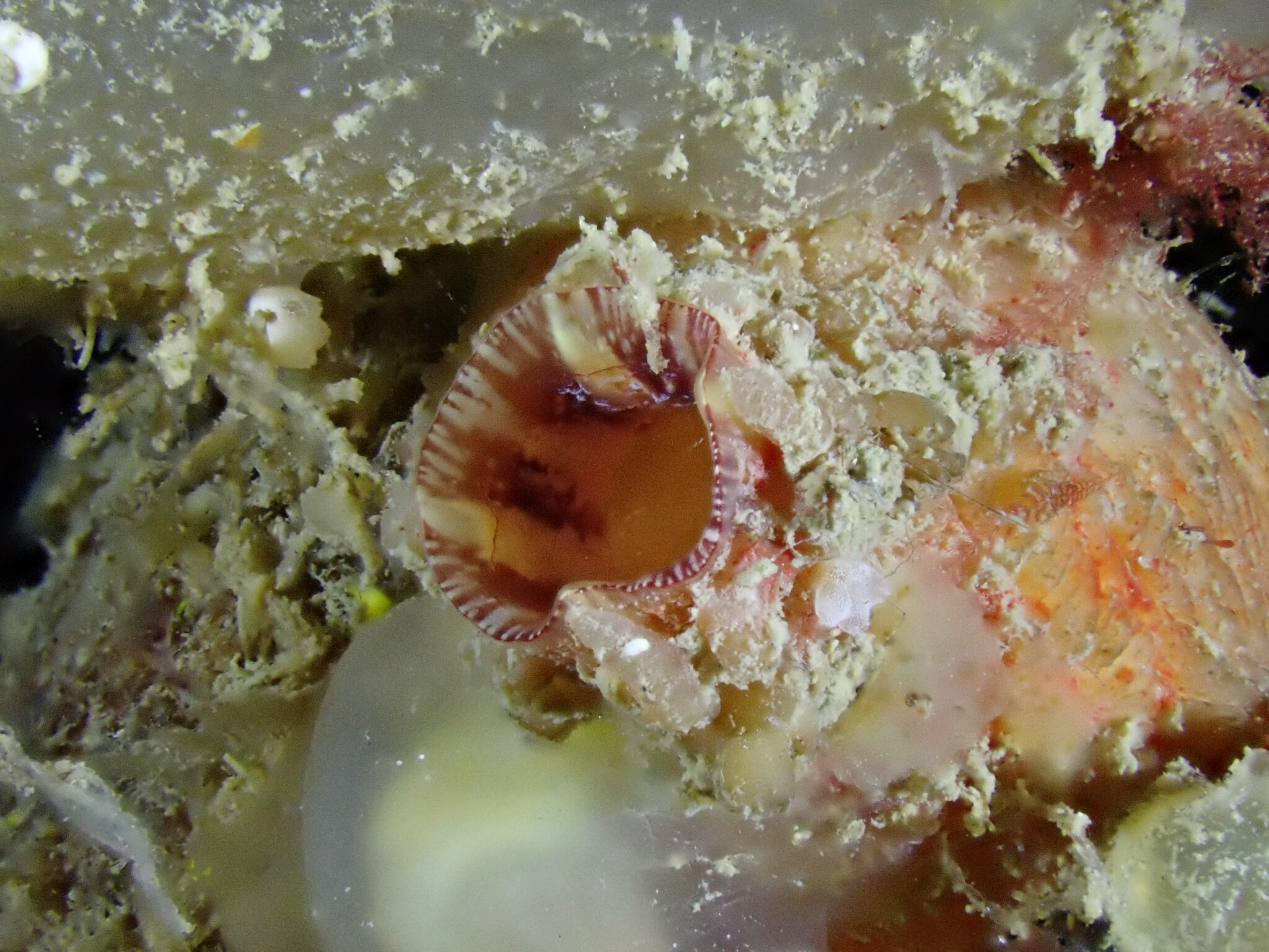 Asterocarpa humilis (Heller, 1878)