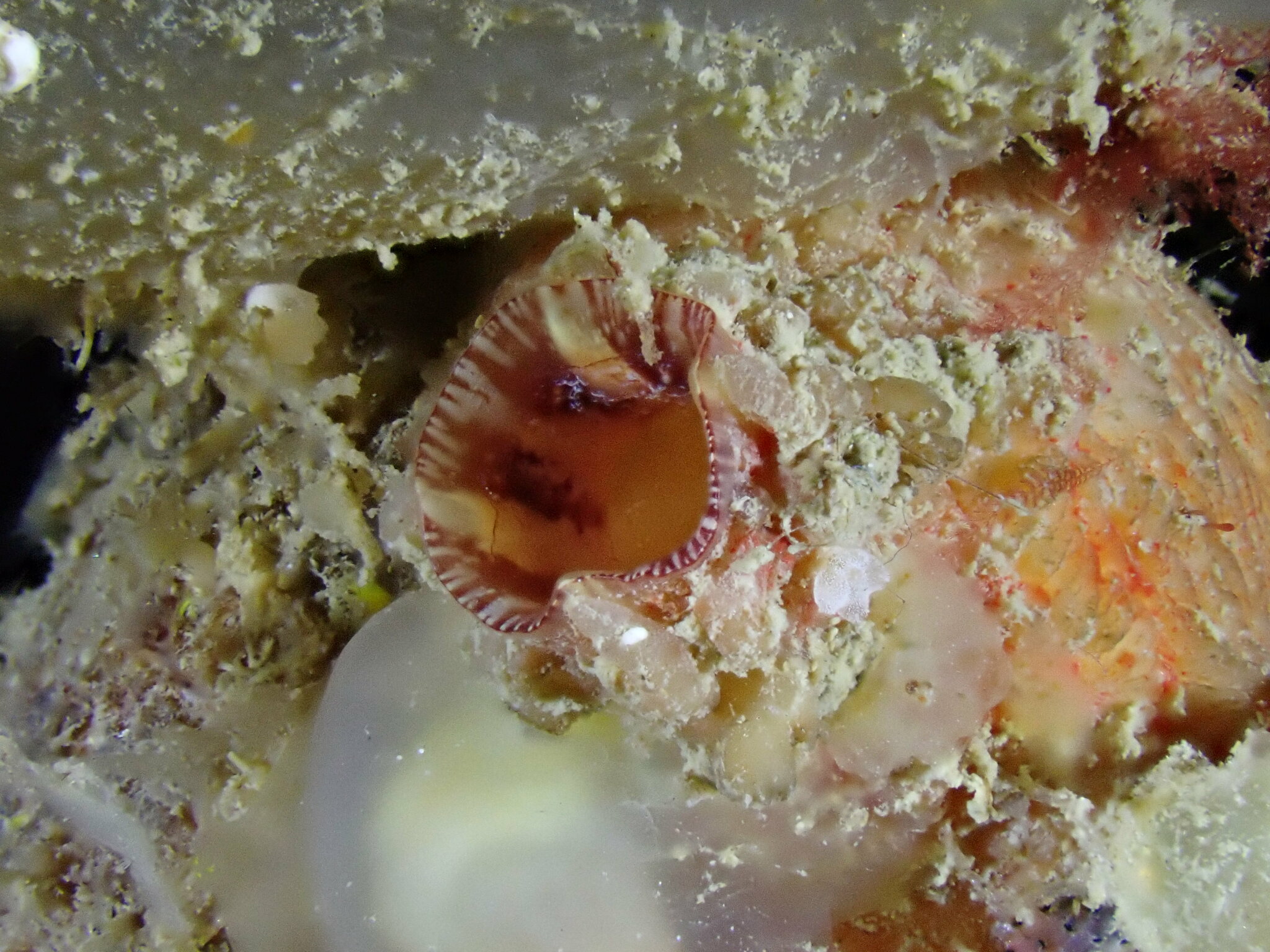 Asterocarpa humilis (Heller, 1878)
