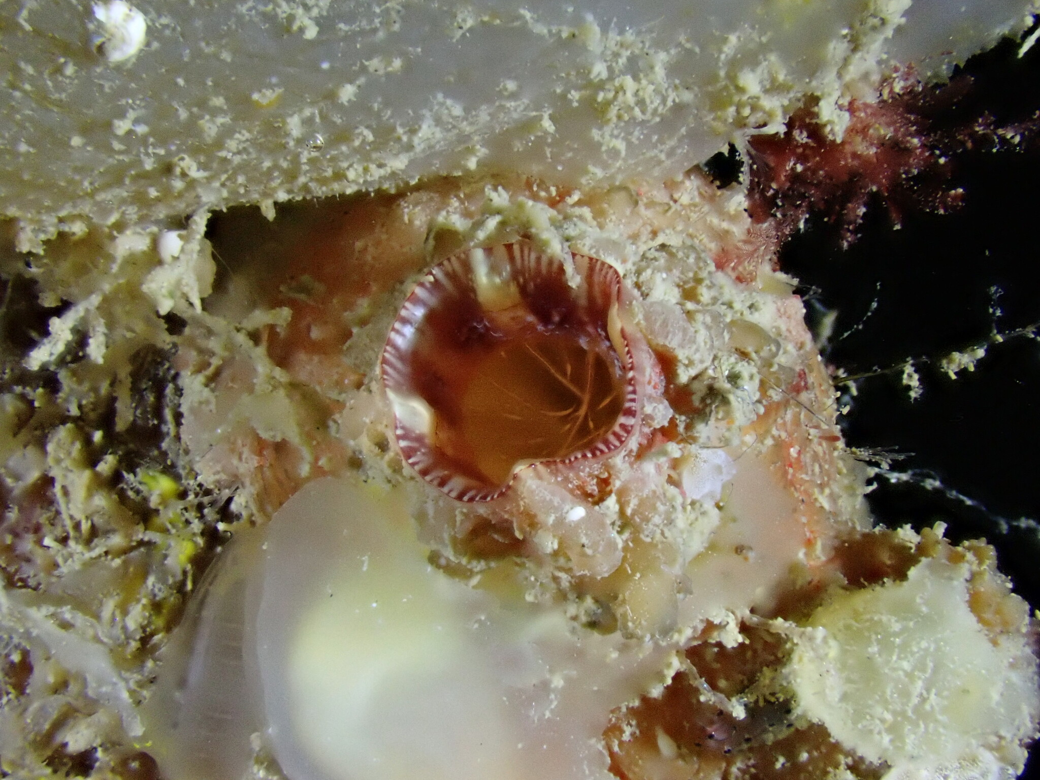 Asterocarpa humilis (Heller, 1878)