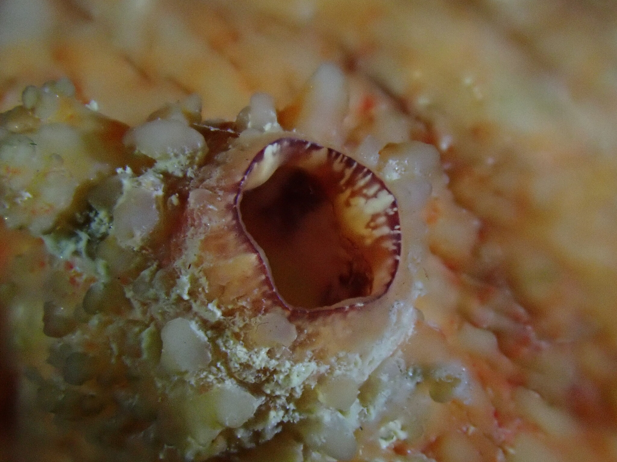 Asterocarpa humilis (Heller, 1878)