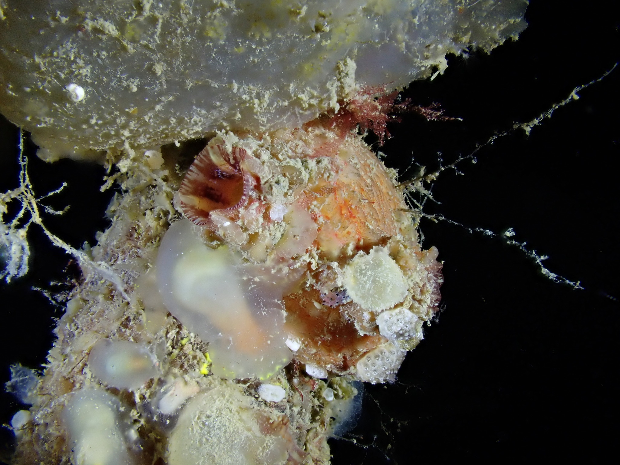 Asterocarpa humilis (Heller, 1878)