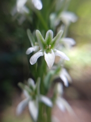 Platanthera elegans elegans
